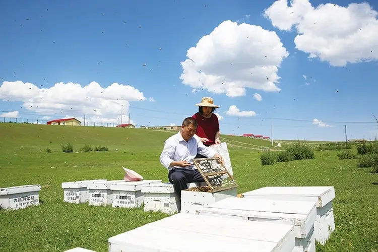 FUBIAO beekeepers inspecting a hive in the grasslands of Qinghai